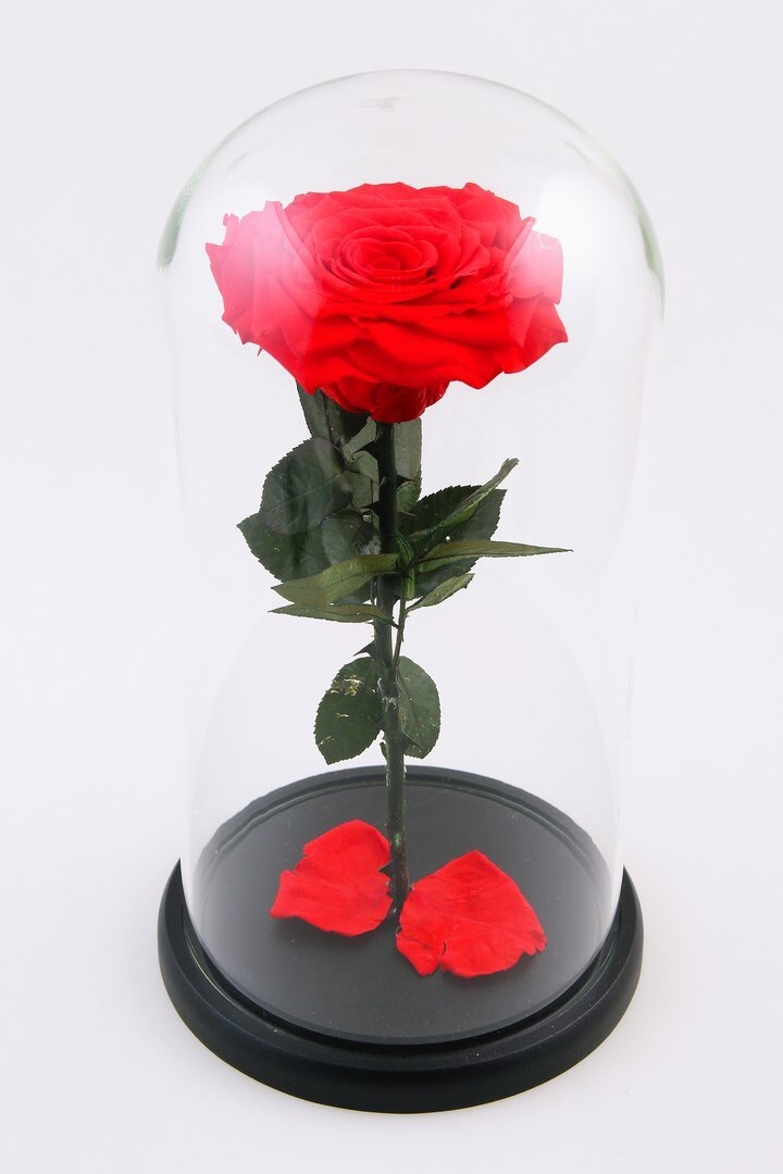 Вечная роза, которая не вянет 5 лет, от интернет-магазина taimyr-expo.ru
